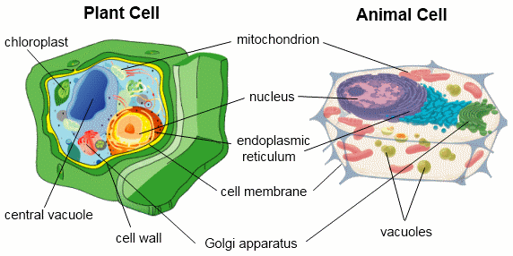 Cells - Mr. E IB